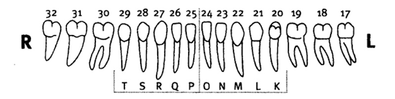 Chart of lower teeth numbered 17 through 32 going from left to right