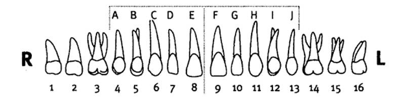 Chart of upper teeth numbered one through sixteen going from right to left